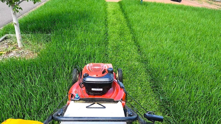 Push mower cutting clean stripes into a St. Augustine lawn in Jacksonville, FL
