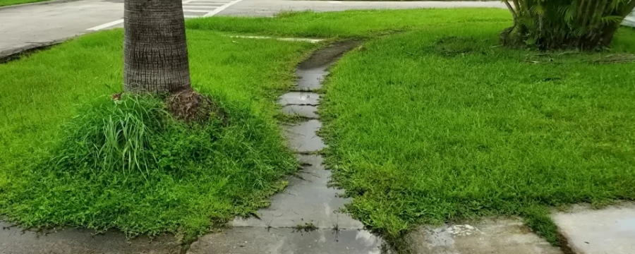 Clean edged walkway and palm tree base in a Jacksonville, FL yard